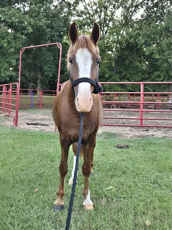 gaited-gelding