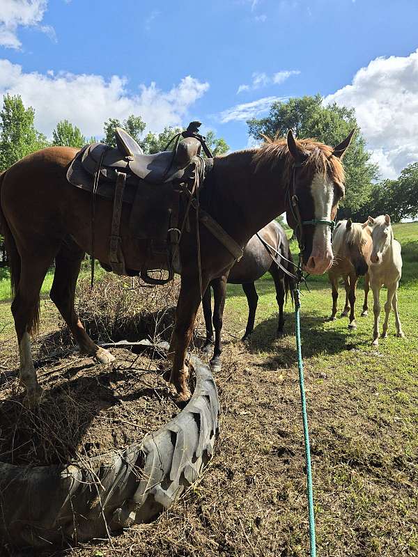 gaited-horse
