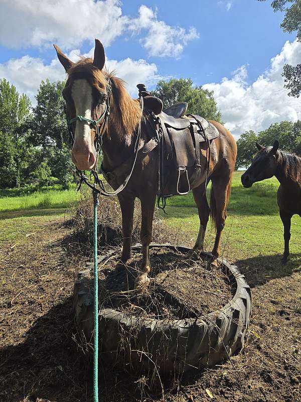 gaited