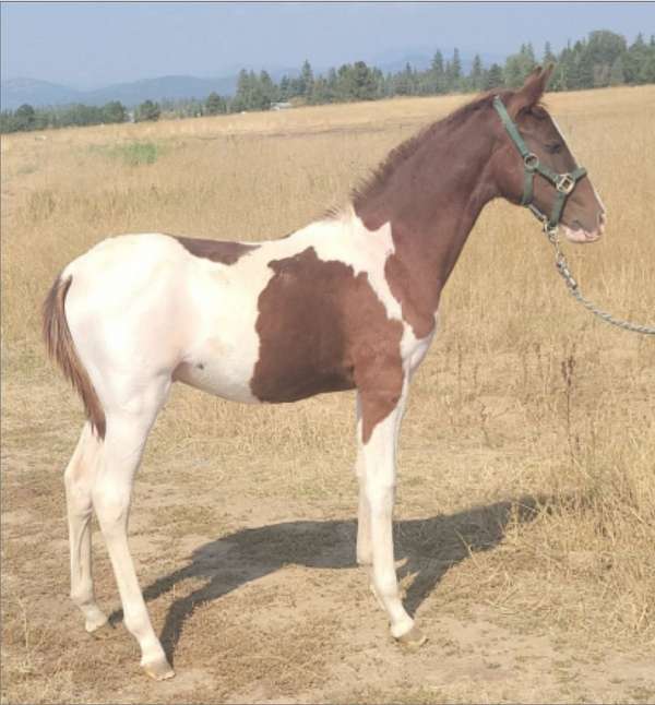 tobiano-pinto-colt-mare
