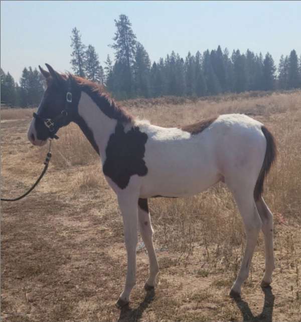 chestnut-twhbea-colt-mare