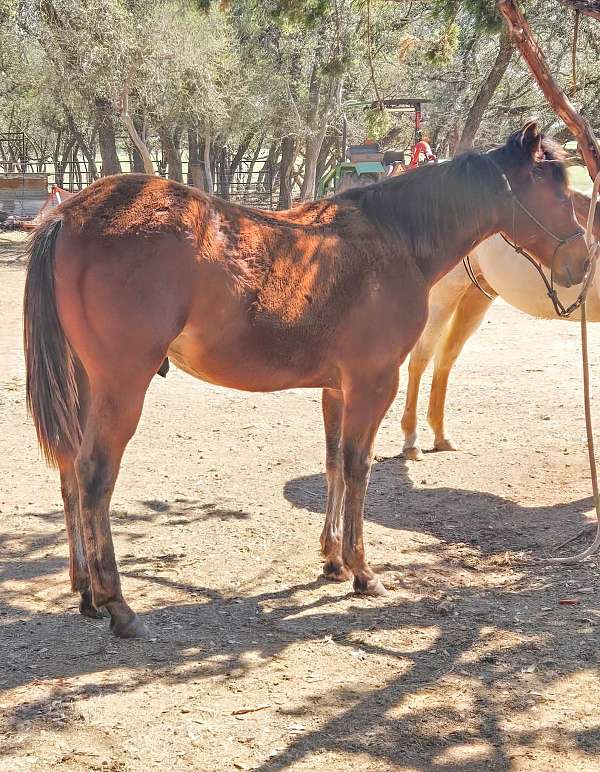 bay-ahqhr-colt