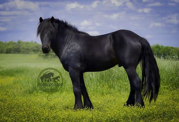 slbr-none-horse