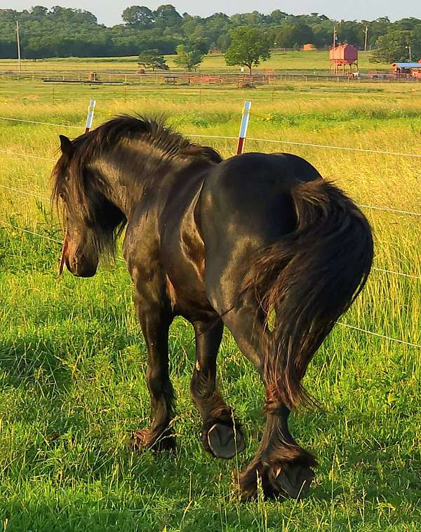 hypp-nn-fell-pony