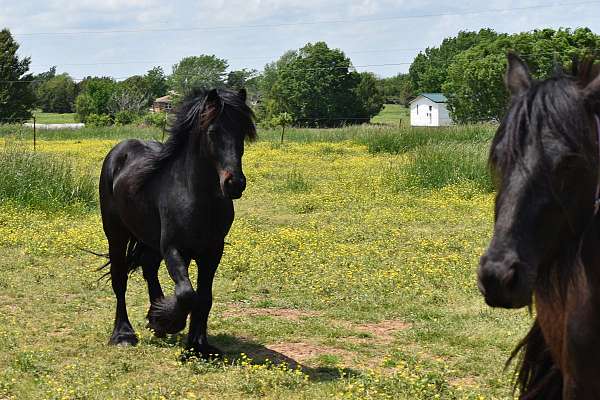 started-under-saddl-fell-pony