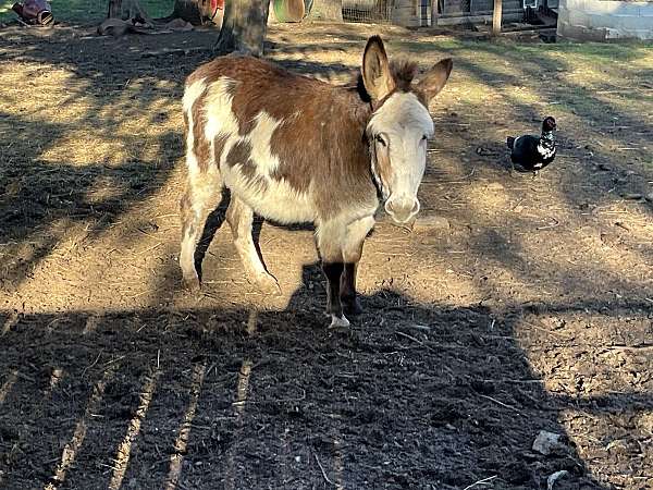 brown-white-horse