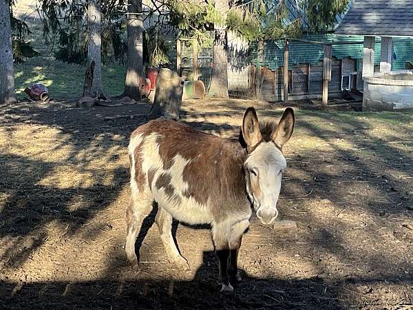 brown-donkey-mare