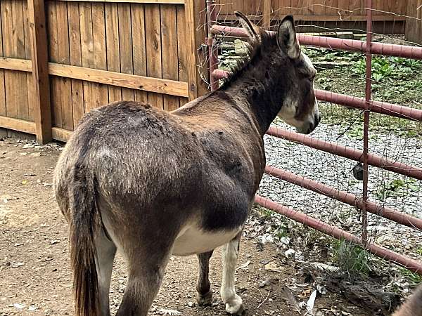 brown-white-horse