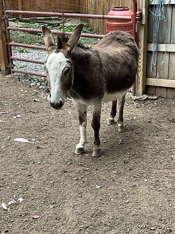 brown-donkey-mare