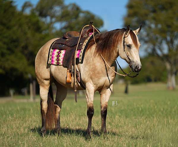 all-around-quarter-horse
