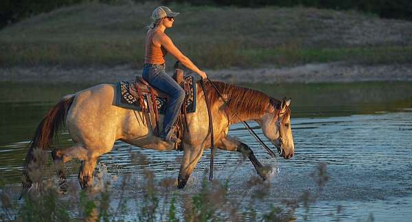 english-pleasure-quarter-horse