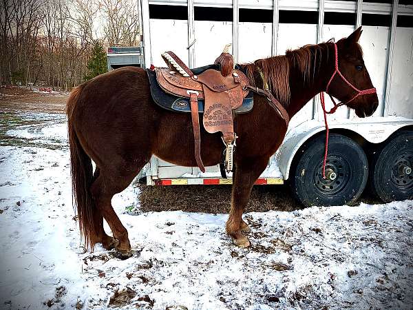 quarter-horse-gelding
