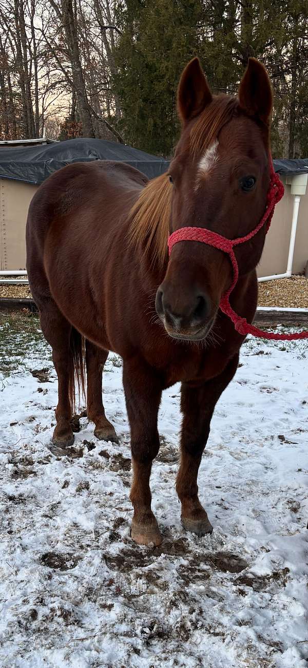 quarter-horse-for-sale