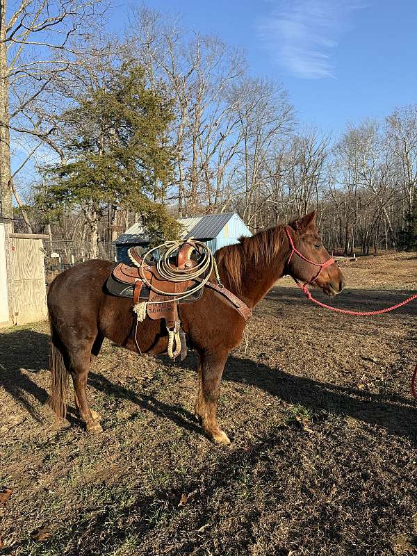 quarter-horse
