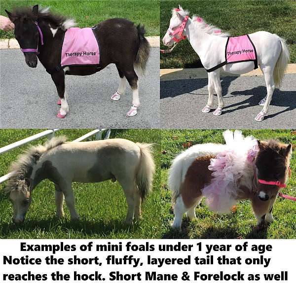 therapy-horses-miniature