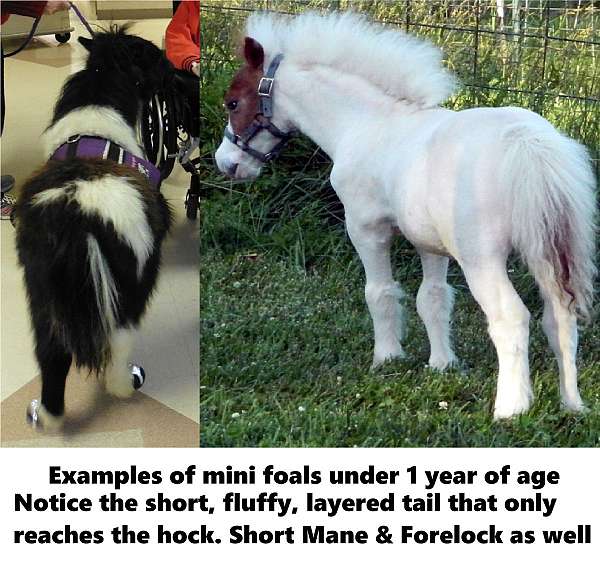 miniature-therapy-horses