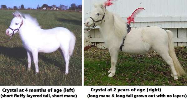 therapy-miniature-horses