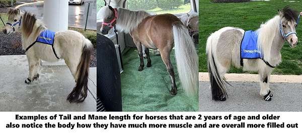 utah-miniature-horse