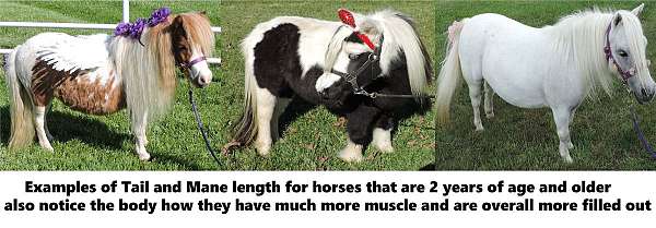 new-york-miniature-horse