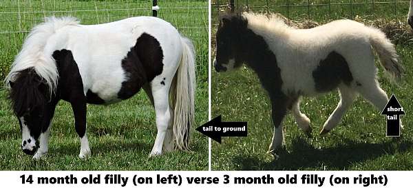 calf-roping-miniature-horse
