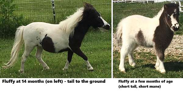 cowboy-mounted-shooting-miniature-horse