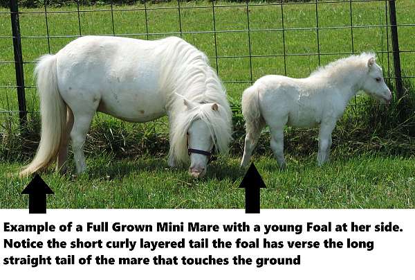 cutting-prospect-miniature-horse