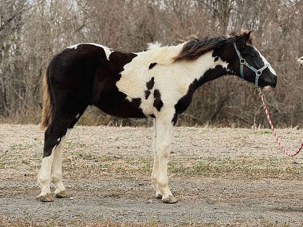 black-overo-draft-colt