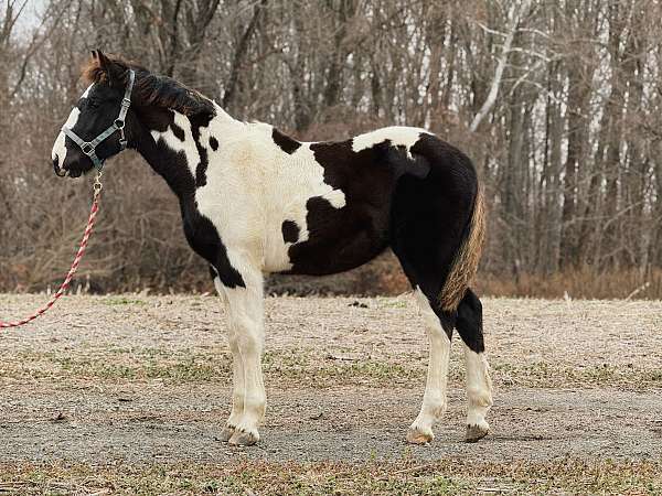 basics-draft-horse