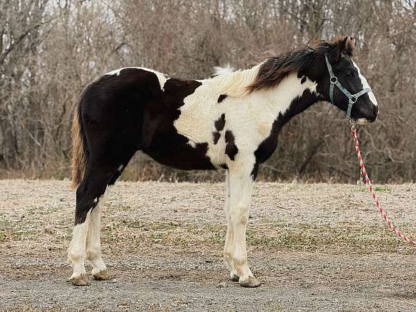 easy-to-handle-draft-horse