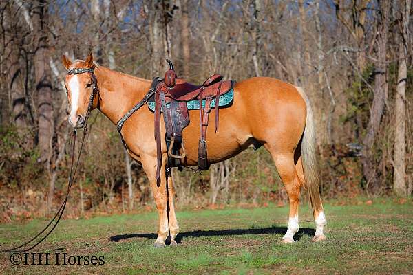 all-around-quarter-horse