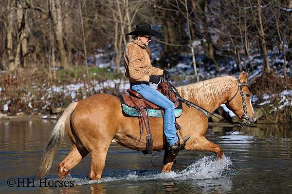 athletic-quarter-horse