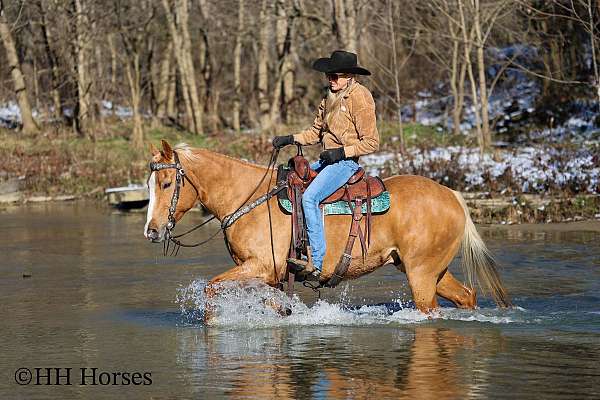 beginner-quarter-horse