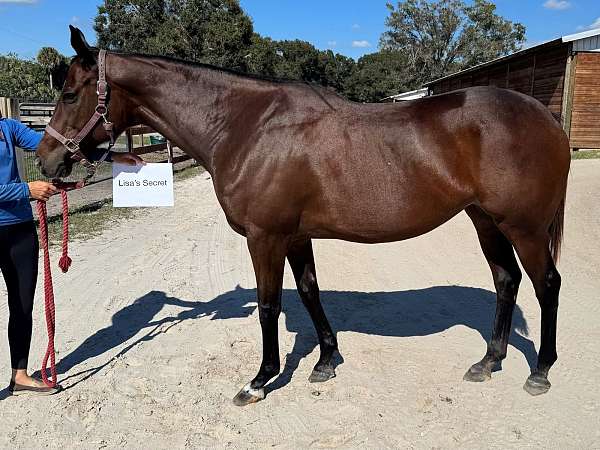 thoroughbred-for-sale-mare