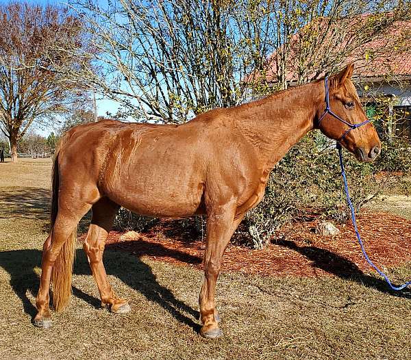 chestnut-tennessee-walking-gelding