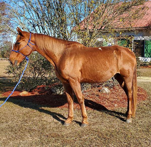 chestnut-gelding-for-sale