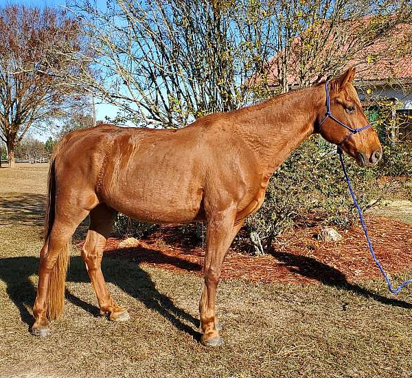 16-hand-tennessee-walking-gelding