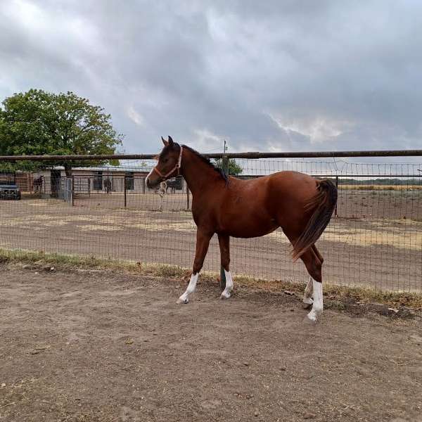 cutting-horse-arabian