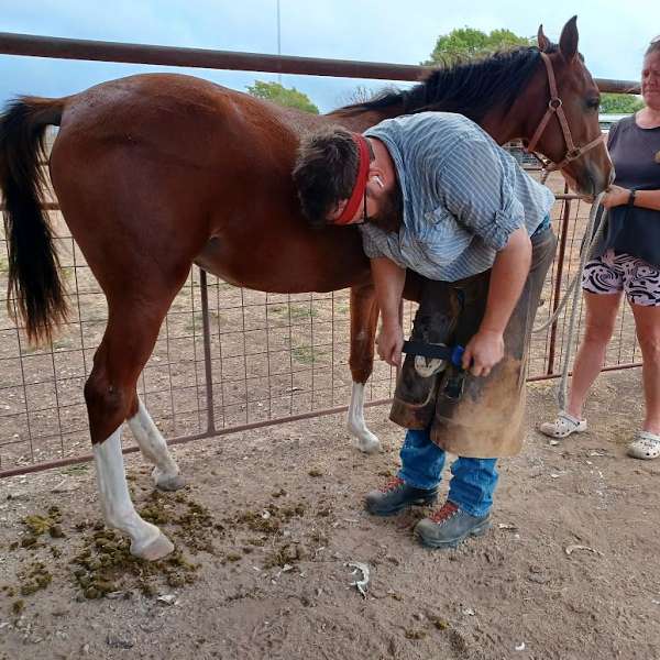 feed-arabian-horse