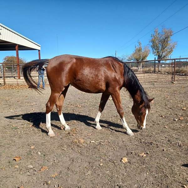 hay-arabian-horse