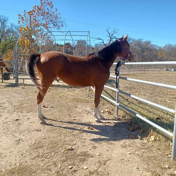 never-handled-arabian-horse