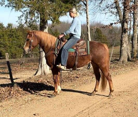 barrel-quarter-horse