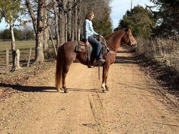 flashy-quarter-horse