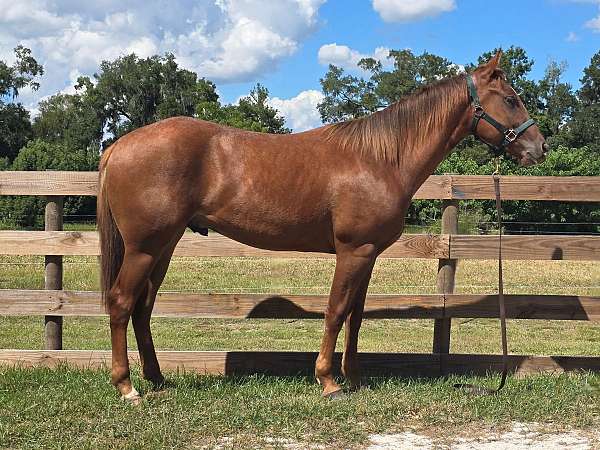 sorrel-aaha-gelding