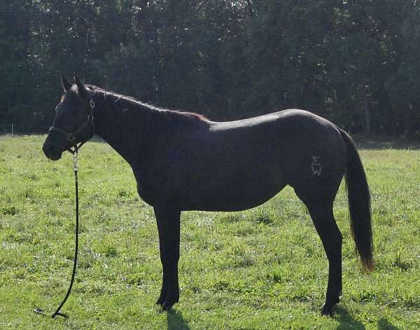 15-hand-quarter-horse-mare