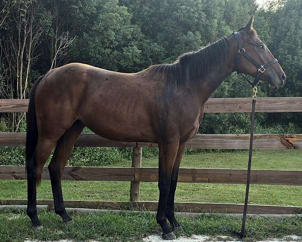 14-hand-quarter-horse-mare
