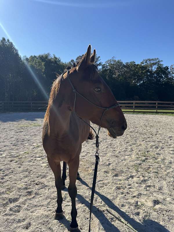 14-hand-quarter-horse