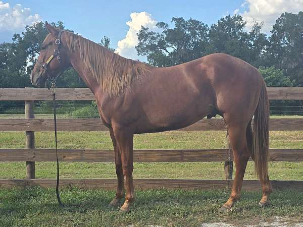 14-hand-quarter-horse-gelding
