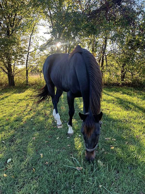 emperador-thoroughbred-horse