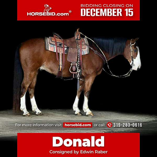 all-around-friesian-horse