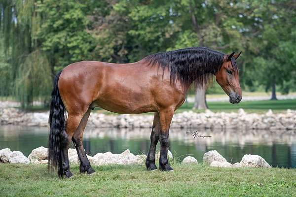 athletic-friesian-horse